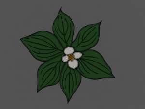 dogwood flower Modello 3D