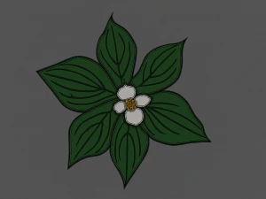 dogwood flower 3D Model