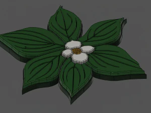 dogwood flower 3D Model