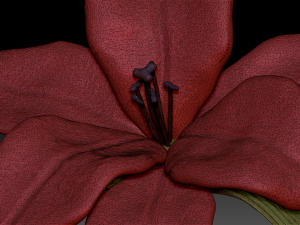 lilium 3D Model