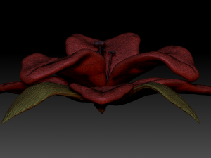 lilium 3D Model