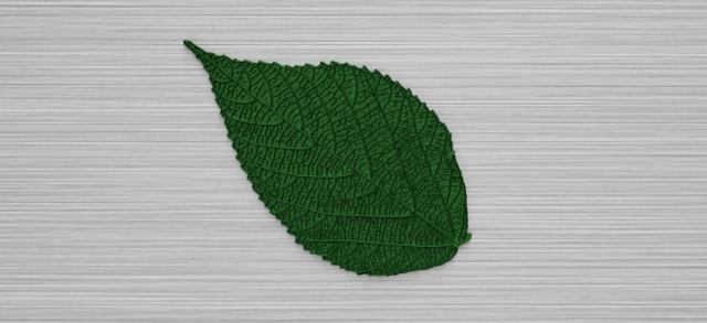 green leaf 3 3D 모델 .c4d .max .obj .3ds .fbx .stl .blend 
