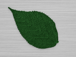 green leaf 3 3D 모델