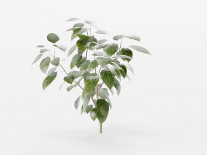 plants collection 10 s 3D Модель