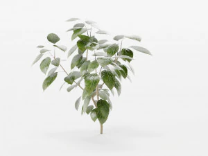 plants collection 10 s 3D Model