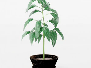 plants collection 10 s 3D Model