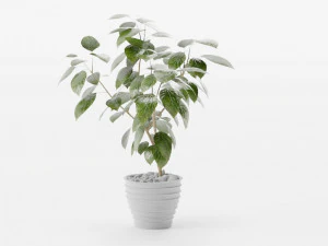 plants collection 10 s 3D Model