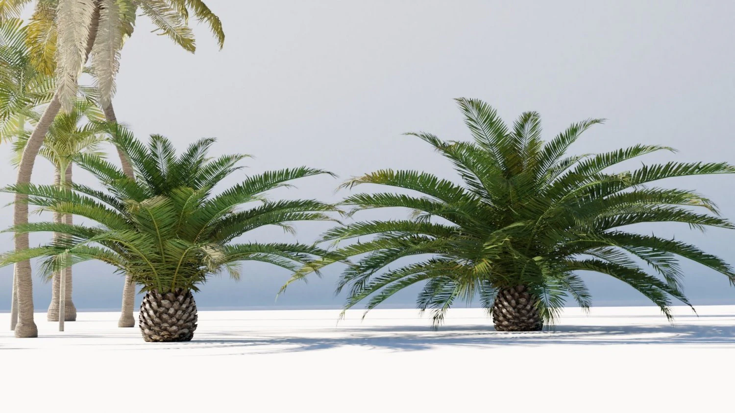 cole&ccedil;&atilde;o de &aacute;rvores tropicais Modelo 3D .c4d .max .obj .3ds .fbx .stl .blend 