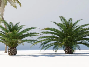 cole&ccedil;&atilde;o de &aacute;rvores tropicais Modelo 3D