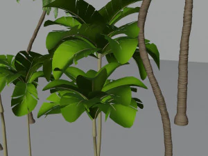 cole&ccedil;&atilde;o de &aacute;rvores tropicais Modelo 3D