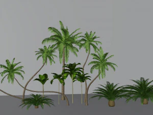 cole&ccedil;&atilde;o de &aacute;rvores tropicais Modelo 3D