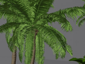 tropical trees collection 3Dモデル