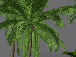 cole&ccedil;&atilde;o de &aacute;rvores tropicais Modelo 3D