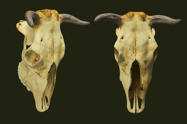 cow skull Modelo 3D .c4d .max .obj .3ds .fbx .stl .blend 