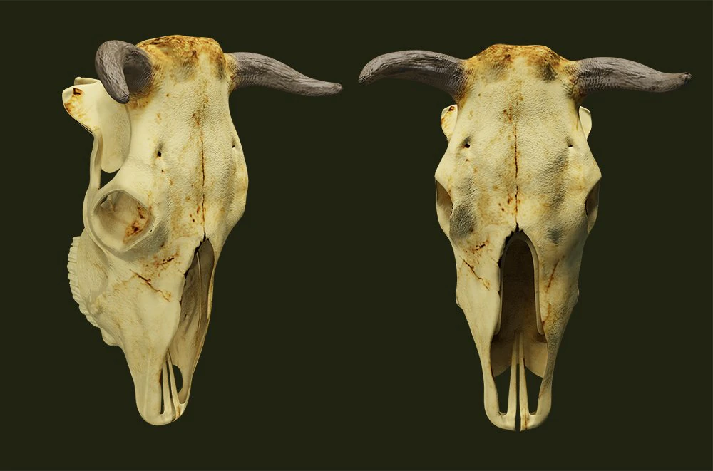 crânio de vaca Modelo 3D .c4d .max .obj .3ds .fbx .stl .blend