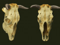 Cow skull Modèle 3D