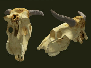 cr&acirc;nio de vaca Modelo 3D
