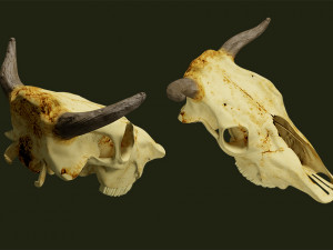cow skull Modelo 3D
