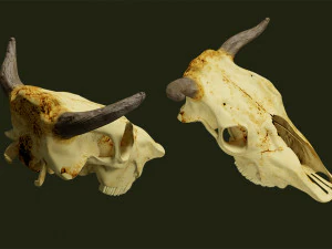 cr&acirc;nio de vaca Modelo 3D
