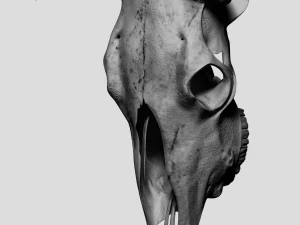 cr&acirc;nio de vaca Modelo 3D