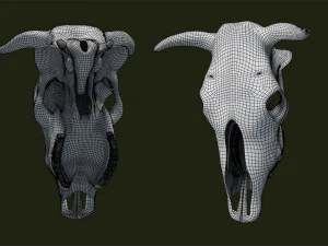 cr&acirc;nio de vaca Modelo 3D
