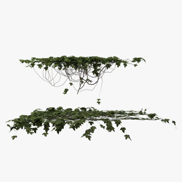 плющ 3D Модель .c4d .max .obj .3ds .fbx .stl .blend 