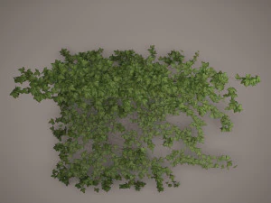 плющ 3D Модель