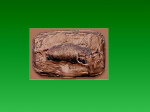 NBA - MILWAUKEE BUCKS BASKETBALL MASCOT STATUE - 3D PRINT Modèles 3D en vedette
