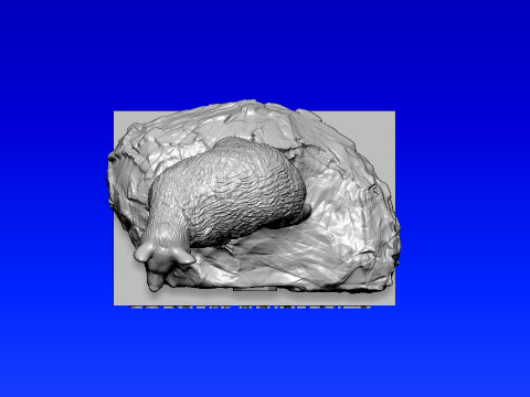 NCAA - Cornell Big Red - Cornell University - 3d print 3Dプリントモデル
