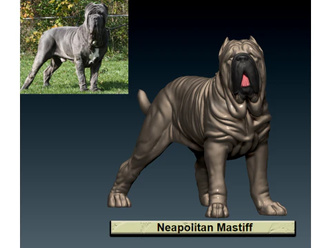Neapolitan Mastiff Dog - PET - 3D print 3D Print Model