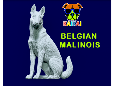 Malinois Sheepdog - Belgian Shepherd model - 3D print 3D Print Model