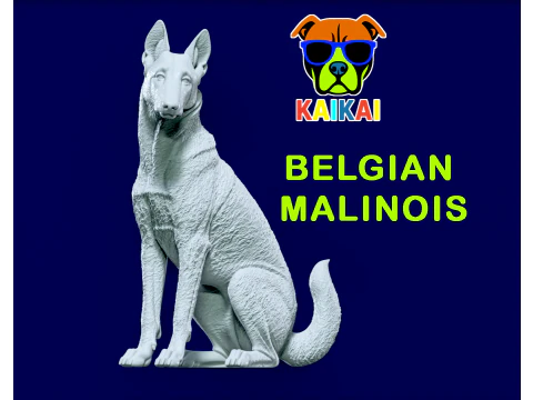 Cane pastore Malinois - modello pastore belga - stampa 3D Modello di stampa 3D