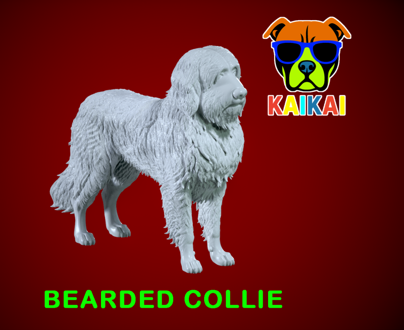 Bearded Collie - Mountain Collie model - 3D print Modelo de impresión 3D .c4d .max .obj .3ds .fbx .stl .blend
