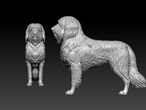 Bearded Collie - Mountain Collie model - 3D print Modelo de impresión 3D