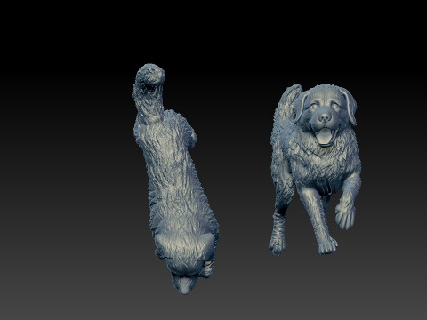 Bernese Mountain Dog - Berner Sennenhund model - 3D print 3D Принт Модель