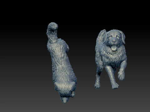 Bernese Mountain Dog - Berner Sennenhund model - 3D print 3D Print Model