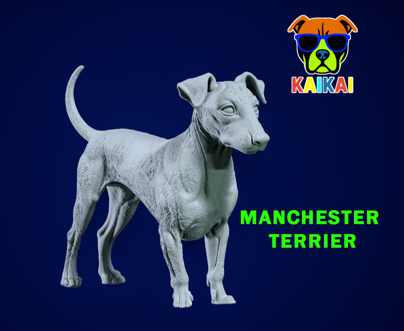 Manchester Terrier Dog model - 3D print 3D Принт Модель .c4d .max .obj .3ds .fbx .stl .blend