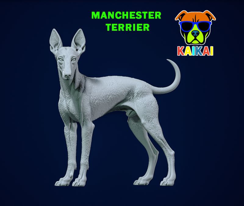 Manchester Terrier Dog model - 3D print 3D Принт Модель .c4d .max .obj .3ds .fbx .stl .blend