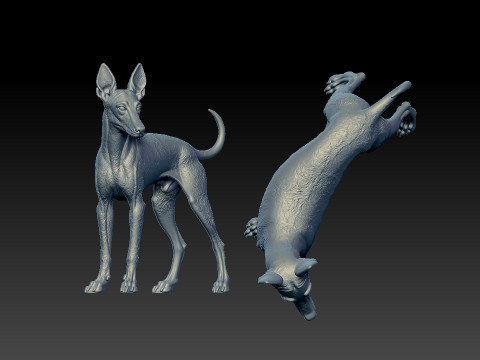 Manchester Terrier Dog model - 3D print 3D Принт Модель