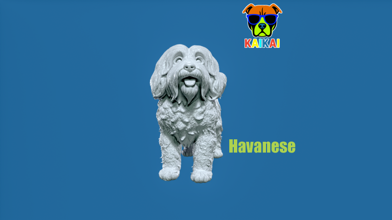 Havanese Cuban Bichon Dog model - 3D print 3D प्रिंट मॉडल .c4d .max .obj .3ds .fbx .stl .blend
