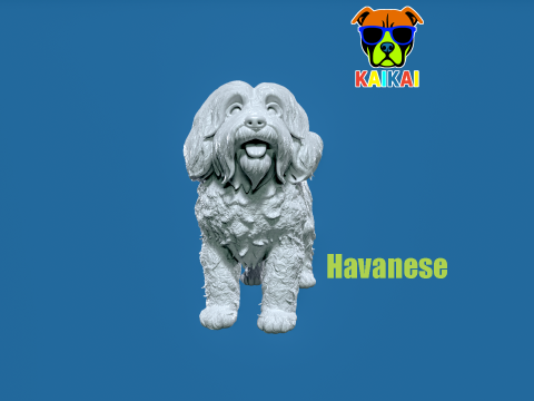 Havanese Cuban Bichon Dog model - 3D print 3D Print Model