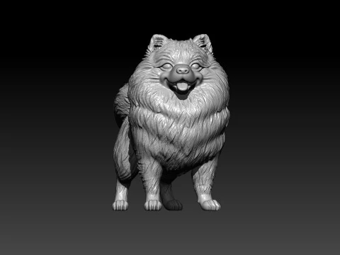 Pomeranian dog - German Toy Spitz Dog - 3D print 3D Print Model
