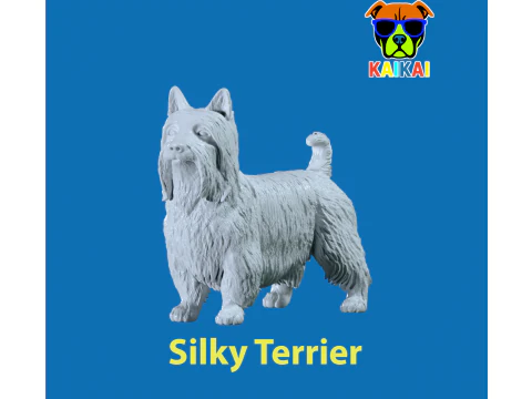 Modello Silky Terrier Terrier Dog - stampa 3D Modello di stampa 3D