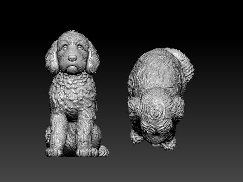 Goldendoodle Dog - Doodle Dog model - statue - 3D print Model Cetak 3D