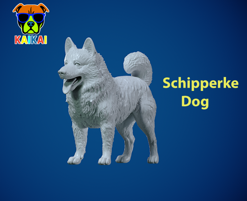 Schipperke Dog model- Little Captain Dog - 3D print 3D Baskı Modeli .c4d .max .obj .3ds .fbx .stl .blend