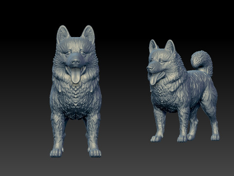 Schipperke Dog model- Little Captain Dog - 3D print 3D Baskı Modeli