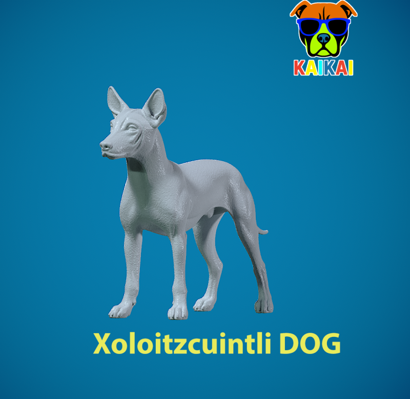 Xoloitzcuintle Hairless Dog model - decor - statue - 3D print 3D-printmodel .c4d .max .obj .3ds .fbx .stl .blend