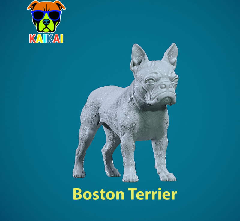 Boston Bull Terrier Dog - American gentleman Dog model - 3D print Model do druku 3D .c4d .max .obj .3ds .fbx .stl .blend