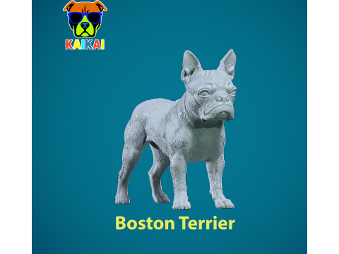 Boston Bull Terrier Dog - American gentleman Dog model - 3D print 3D Baskı Modeli