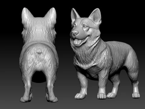Tailless Swedish Vallhund Dog model - 3D print 3D Print Model